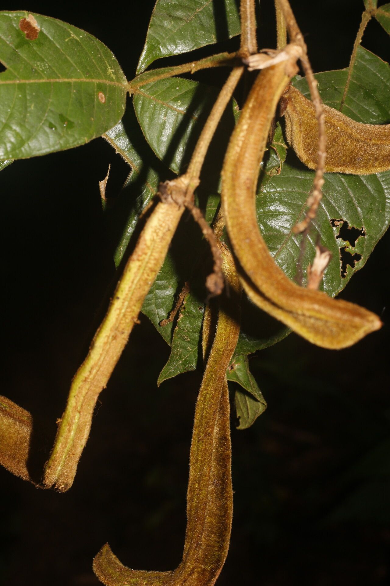 Inga litoralis fruit