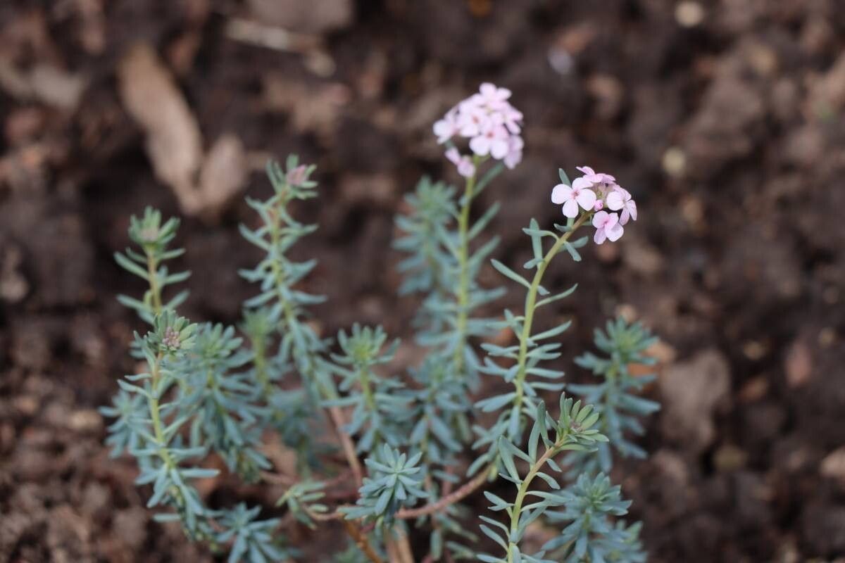 Aethionema coridifolium — search result for 'Lebanon'