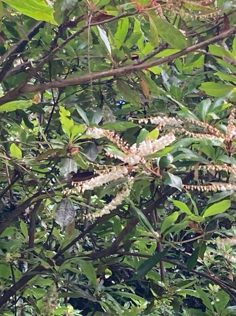 Clethra arborea flower
