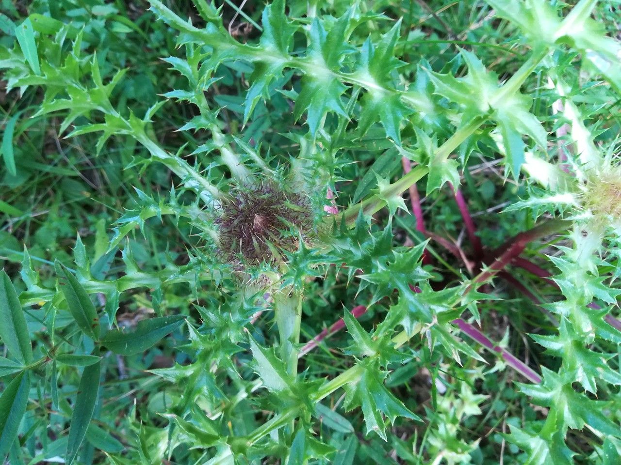 Carlina acaulis leaf