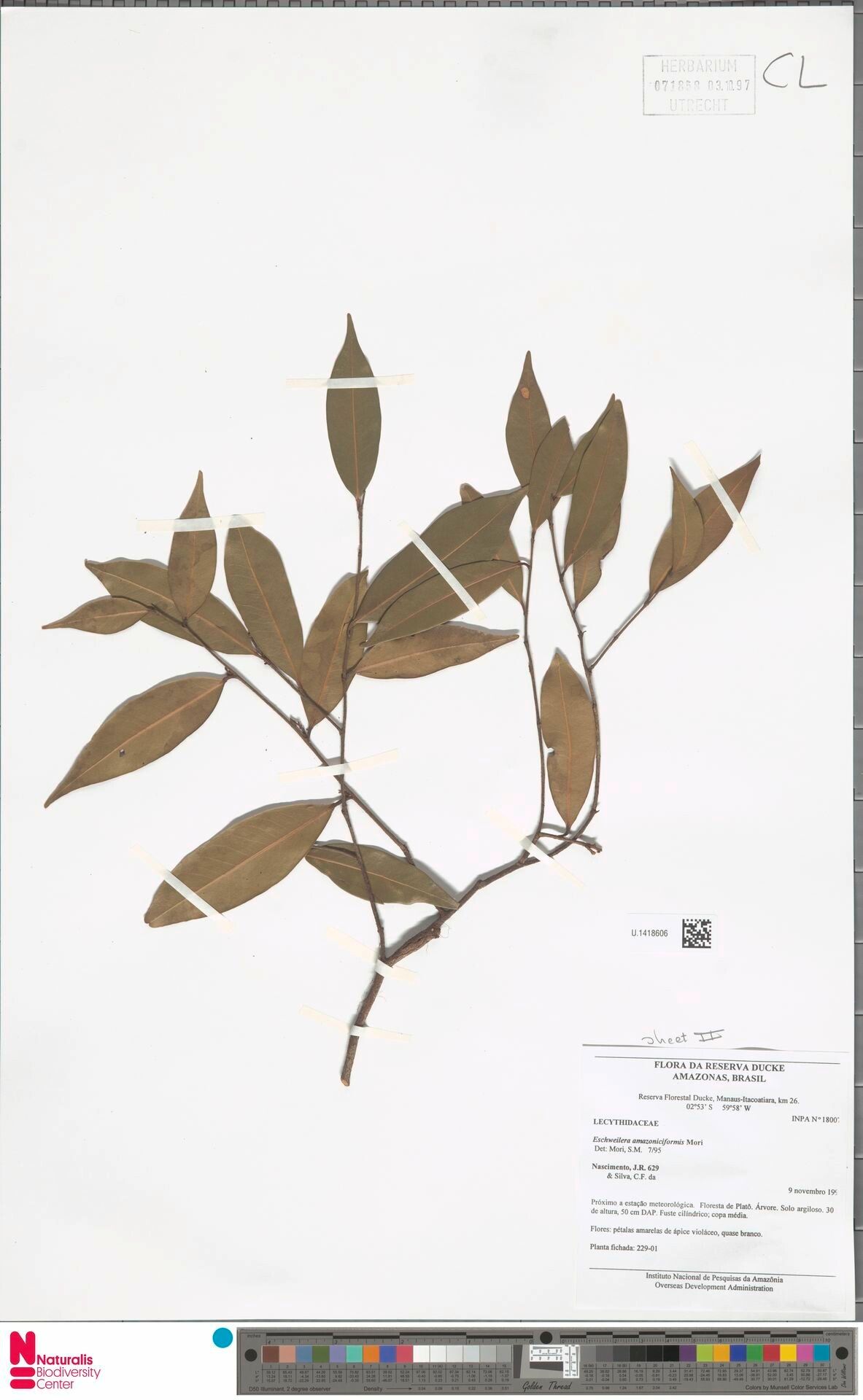 Eschweilera amazoniciformis — related species from the same genus