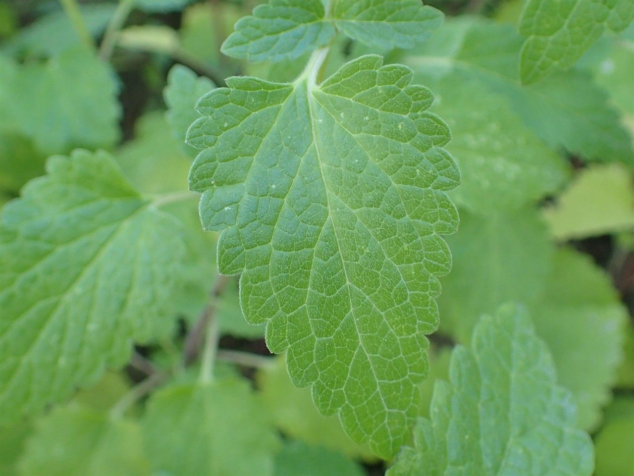 Scutellaria columnae — houseplant care guide