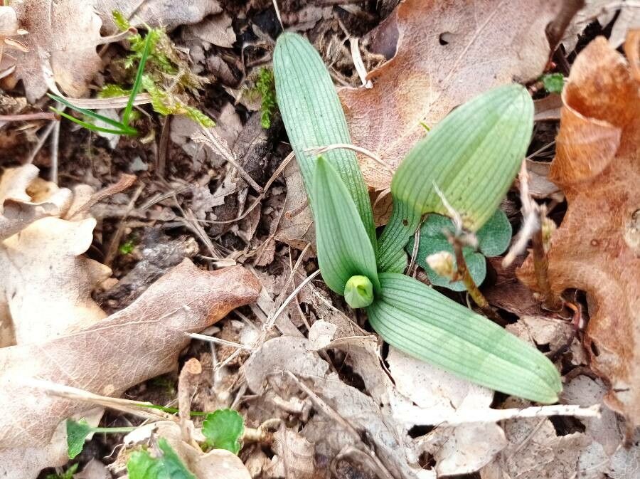 Ophrys araneola — related species from the same genus