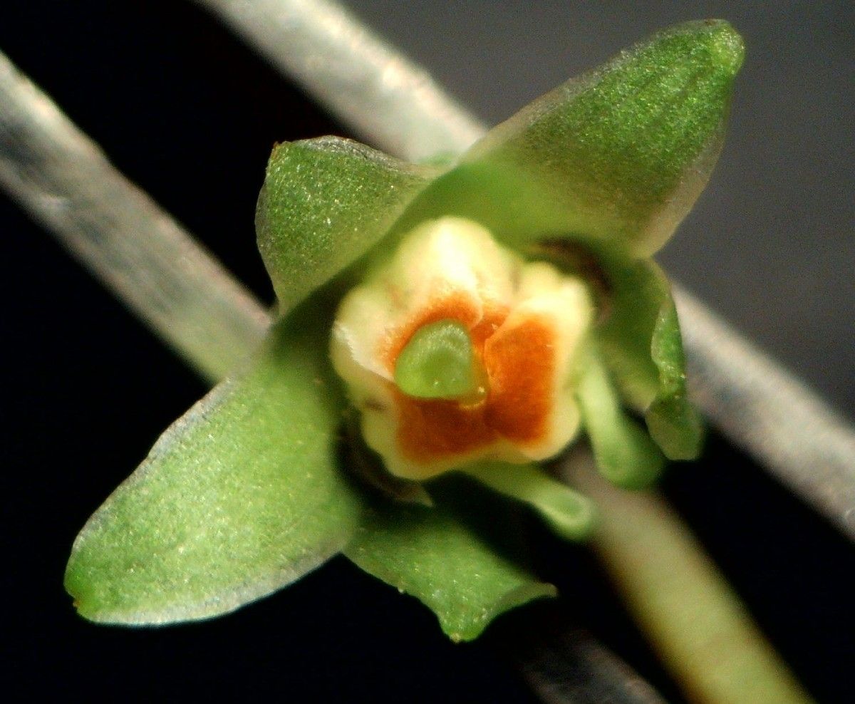 Viola palustris fruit