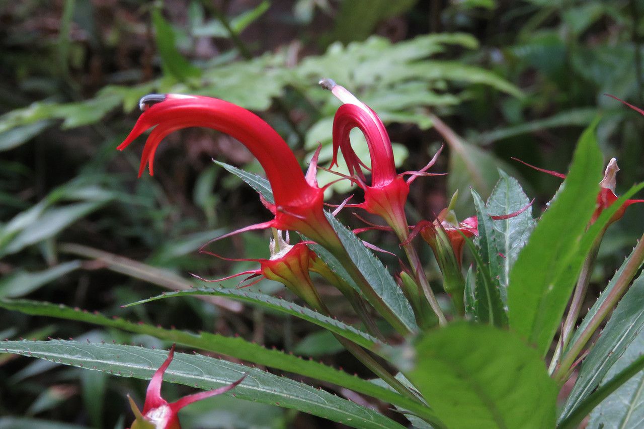 Lobelia persicifolia flower