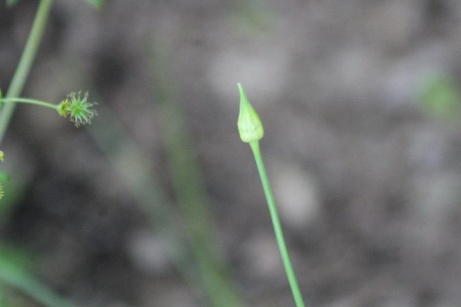 Allium canadense leaf