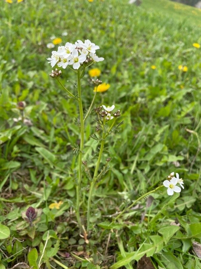 Cardamine matthioli habit
