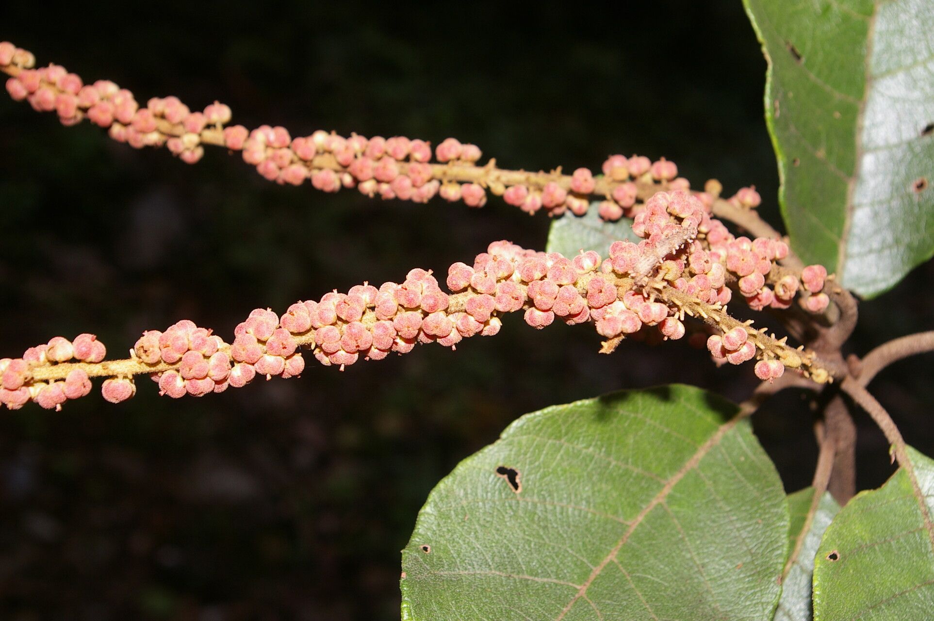 Clethra consimilis fruit