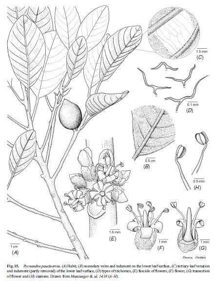 Pycnandra paucinervia — houseplant care guide