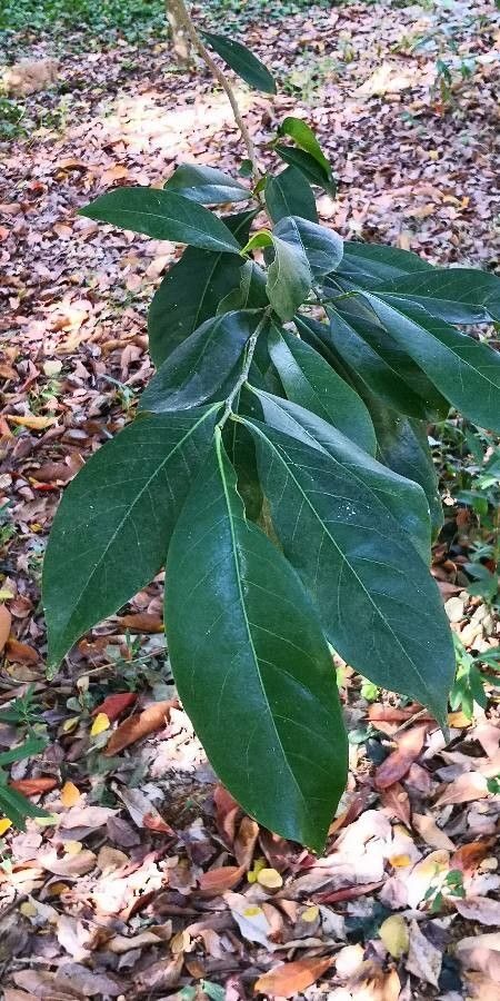 Suregada glomerulata — houseplant care guide