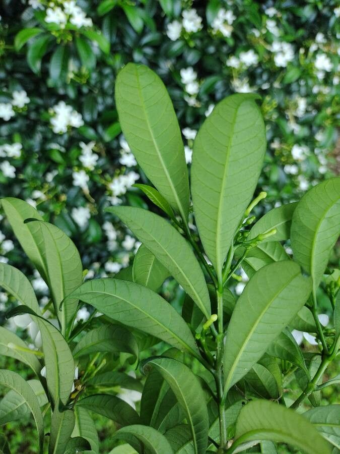 Tabernaemontana laeta — search result for 'Tabernaemontana'