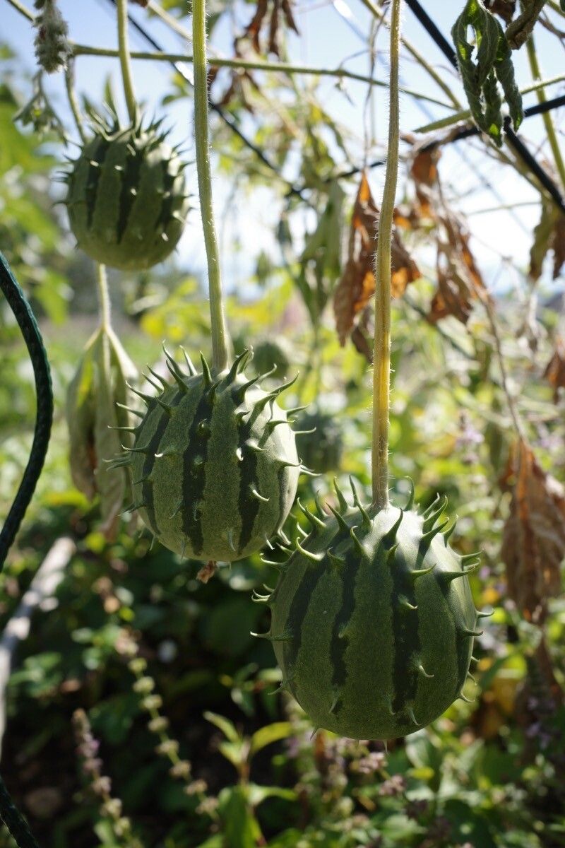 Cucumis zambianus fruit