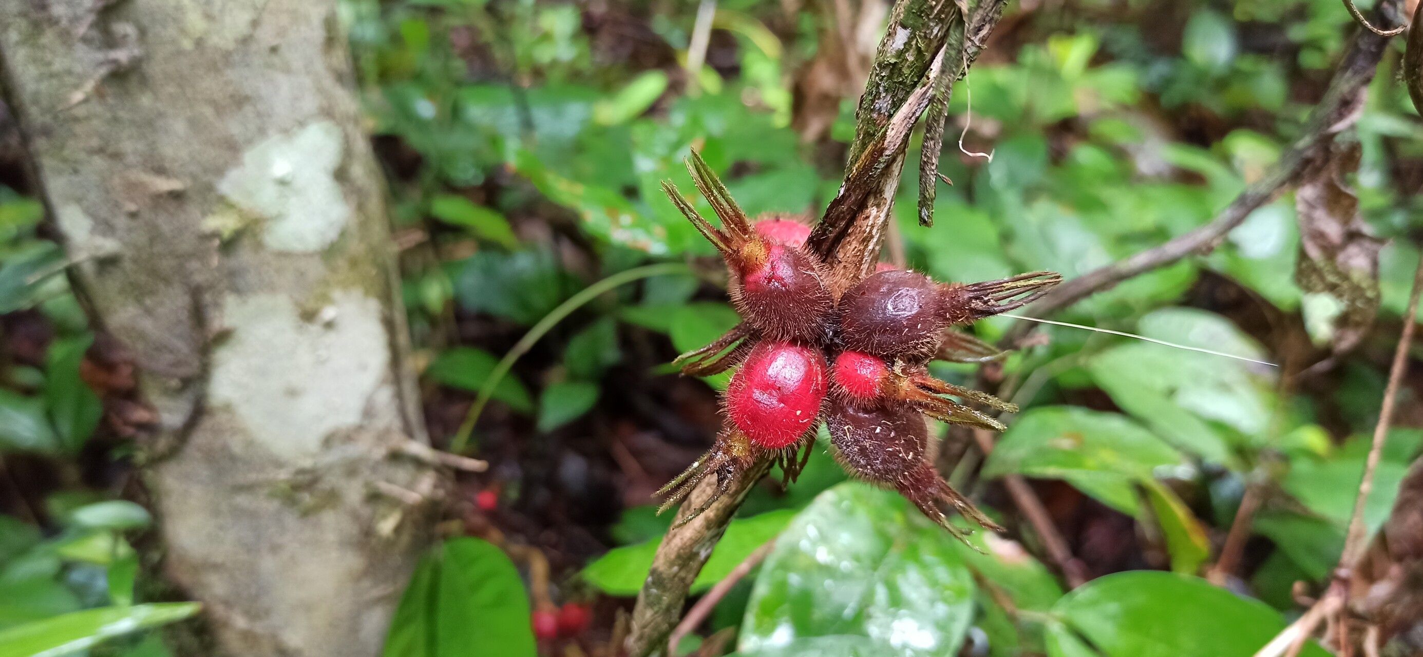 Sabicea speciosa — houseplant care guide