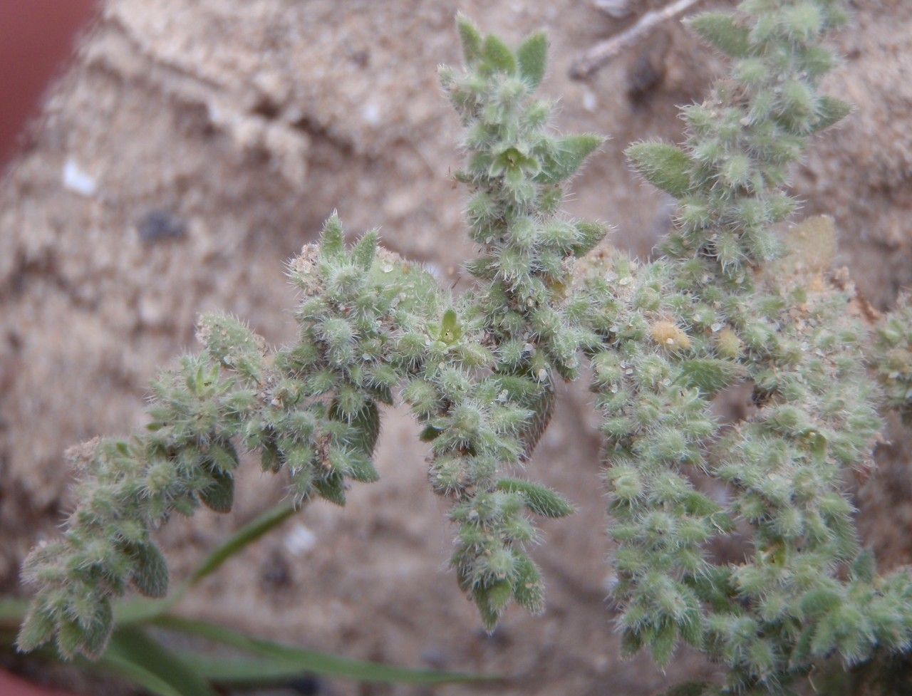Herniaria cinerea habit