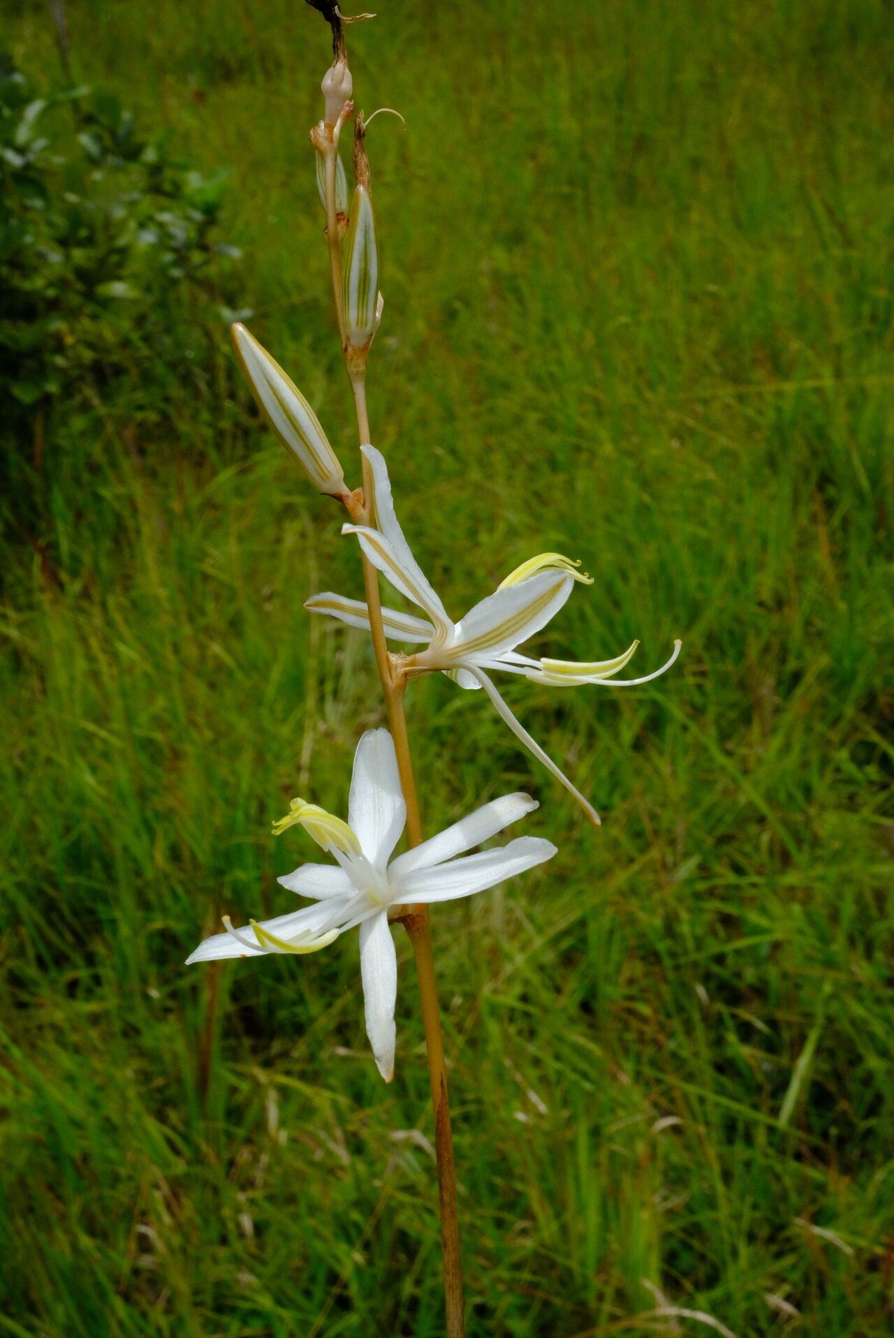 Chlorophytum velutinum flower