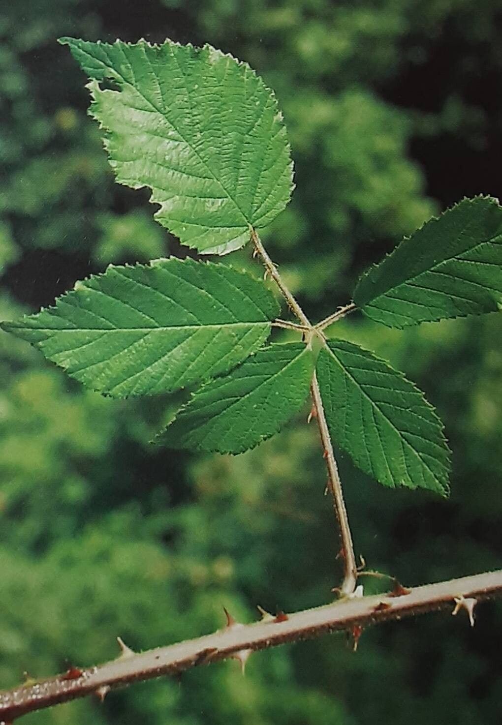 Rubus macrothyrsus — houseplant care guide