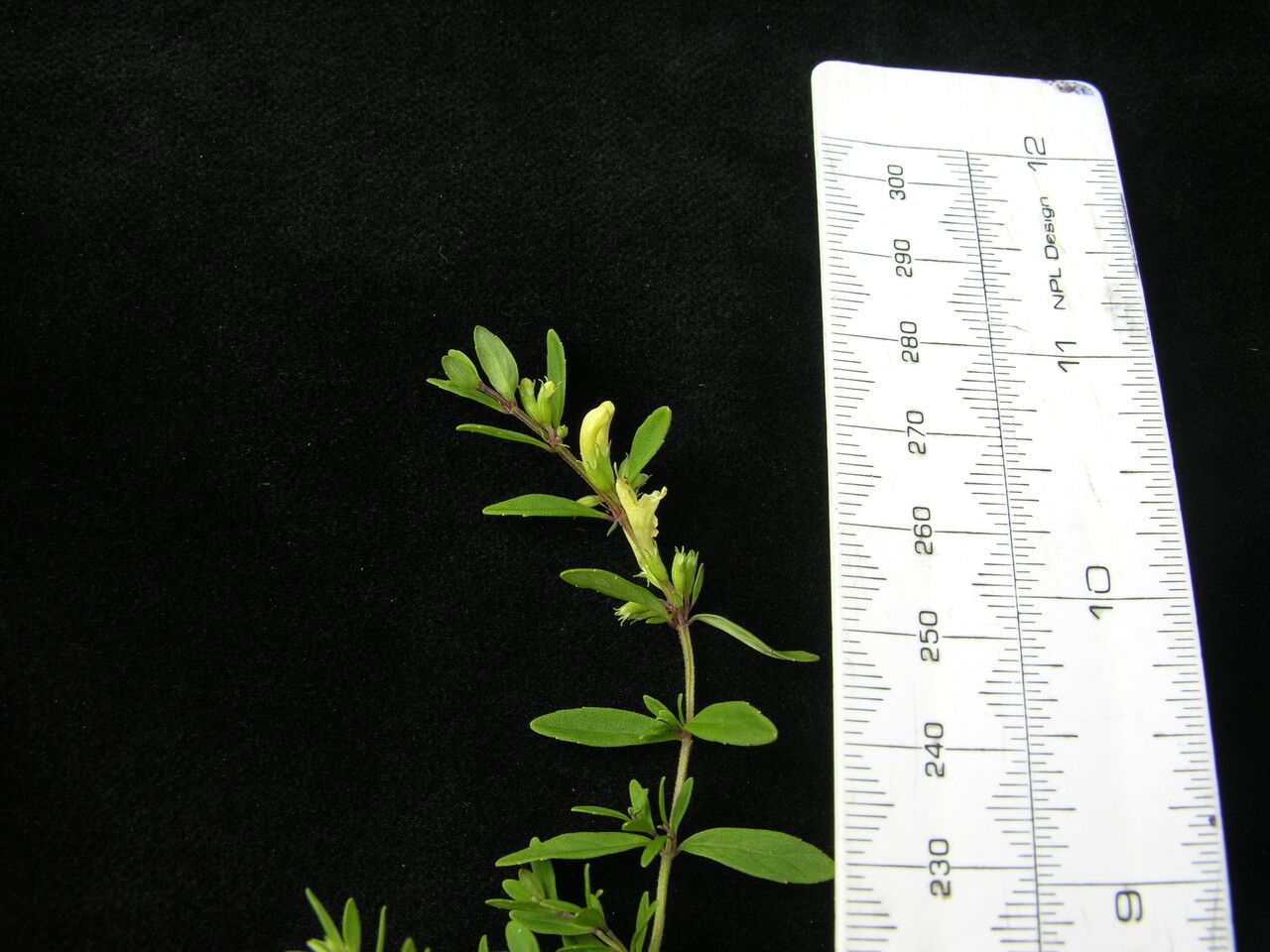 Clinopodium nepalense other