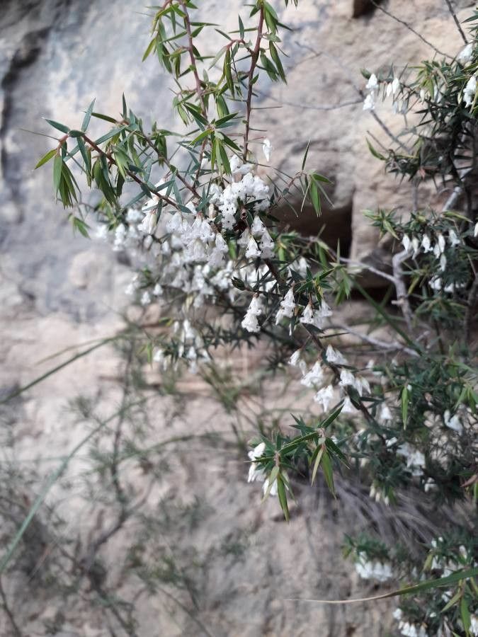 Lissanthe strigosa — houseplant care guide