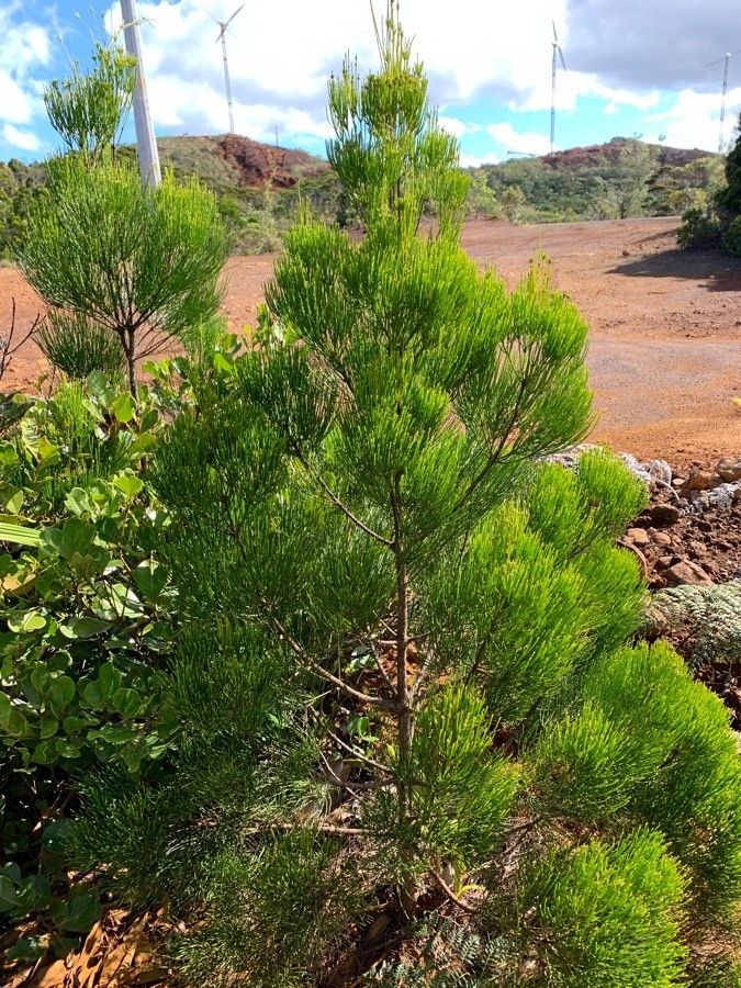 Gymnostoma deplancheanum leaf