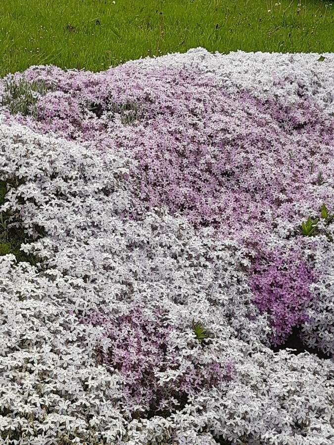 Phlox caespitosa flower