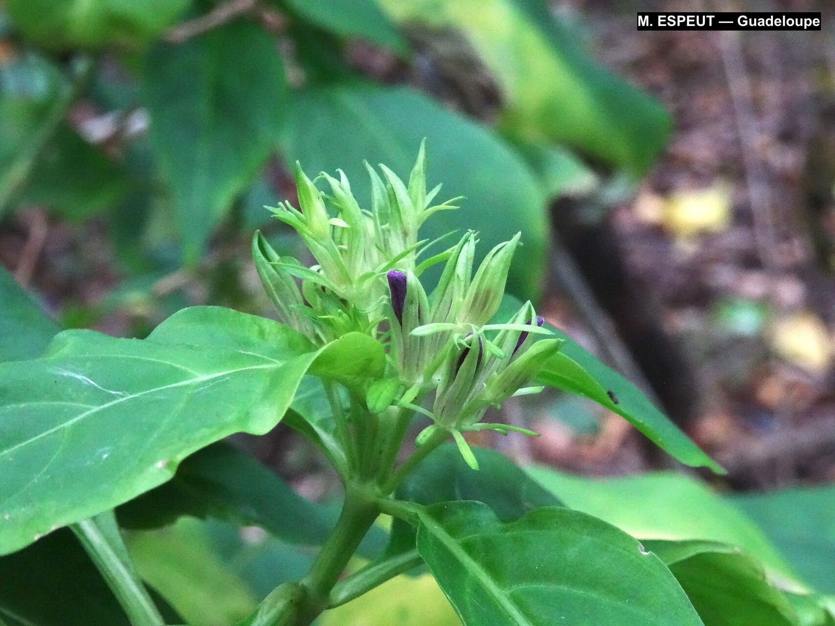 Dianthera eustachiana flower