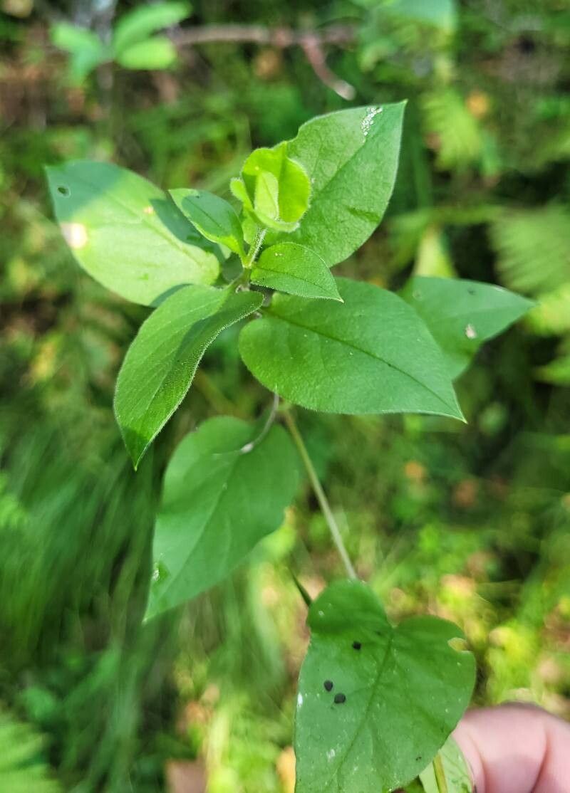 Stellaria bungeana habit