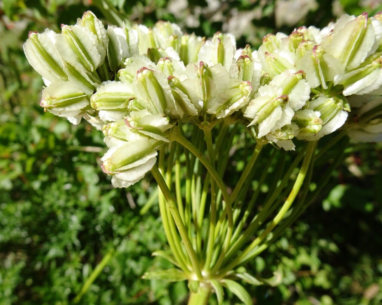 Laserpitium gallicum fruit