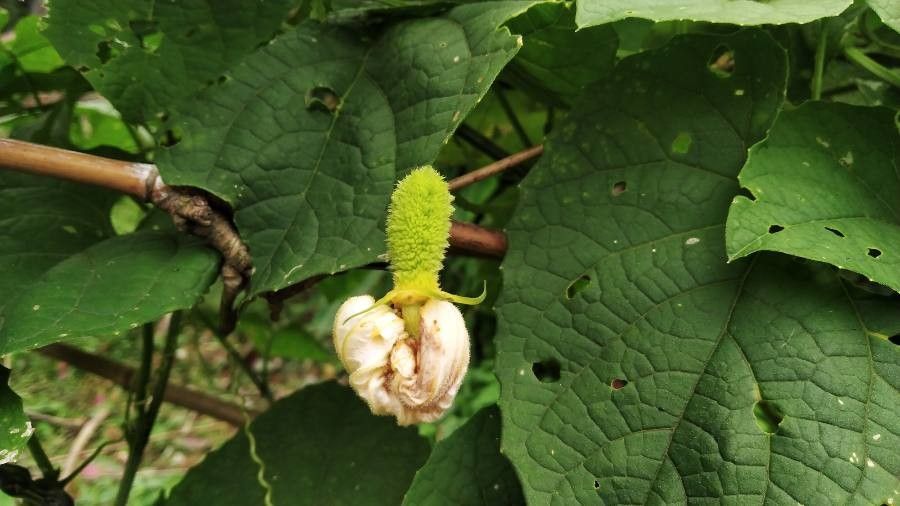 Momordica dioica fruit
