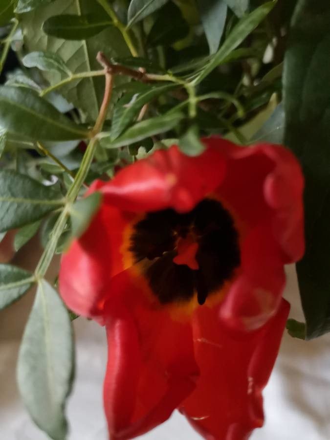 Tulipa agenensis fruit