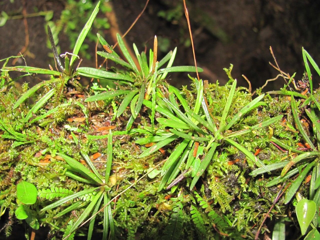 Cryptocentrum standleyi habit