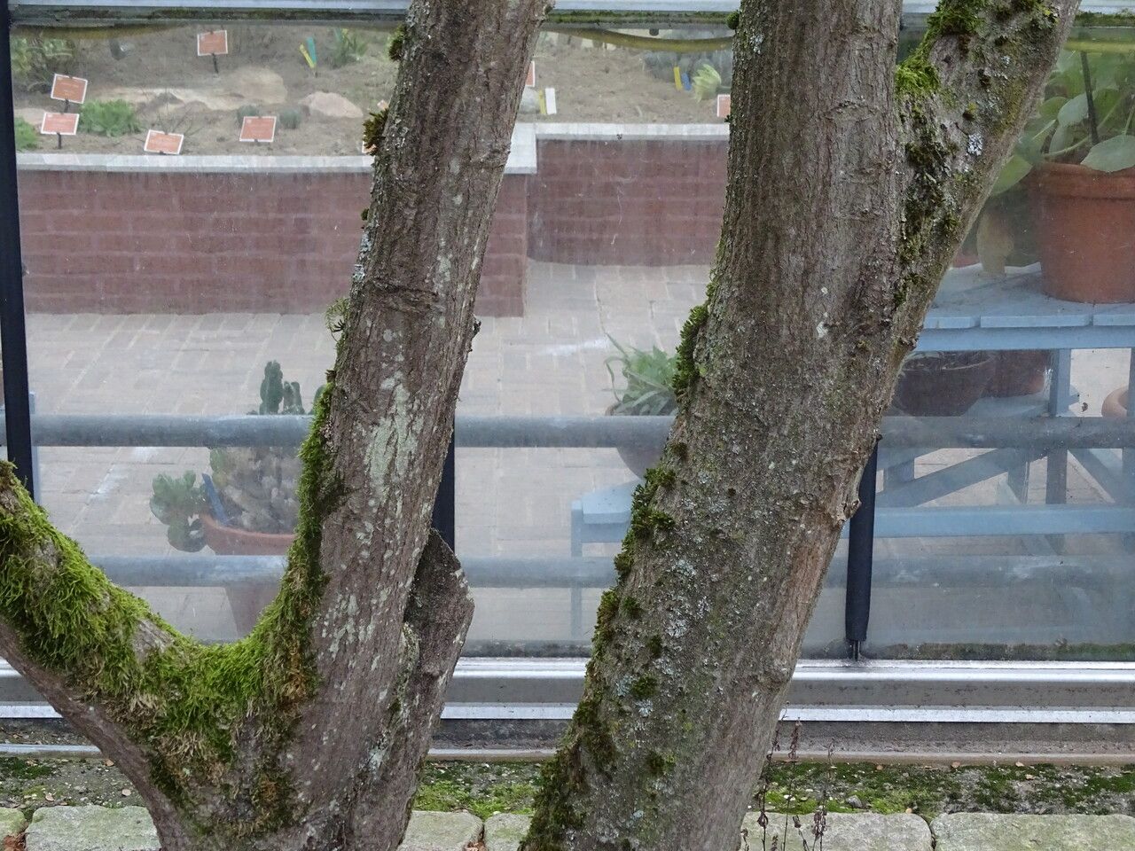 Carpinus turczaninowii bark