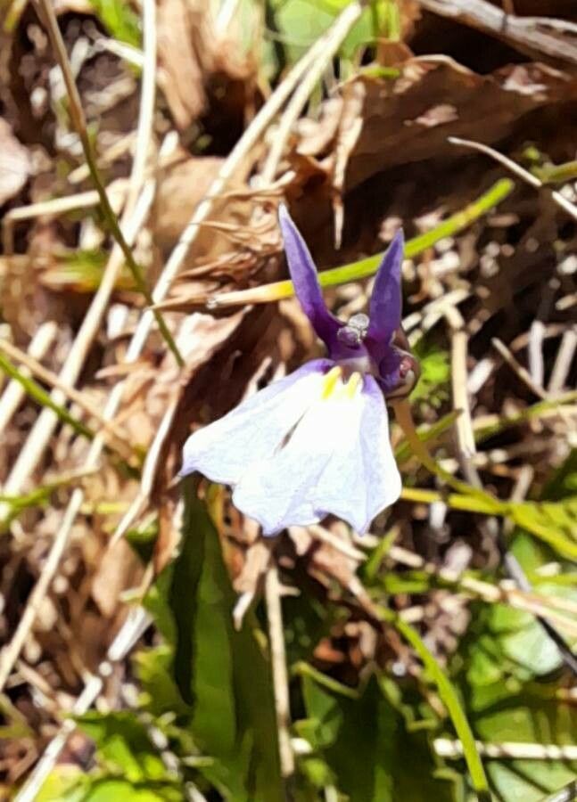 Lobelia nana — houseplant care guide