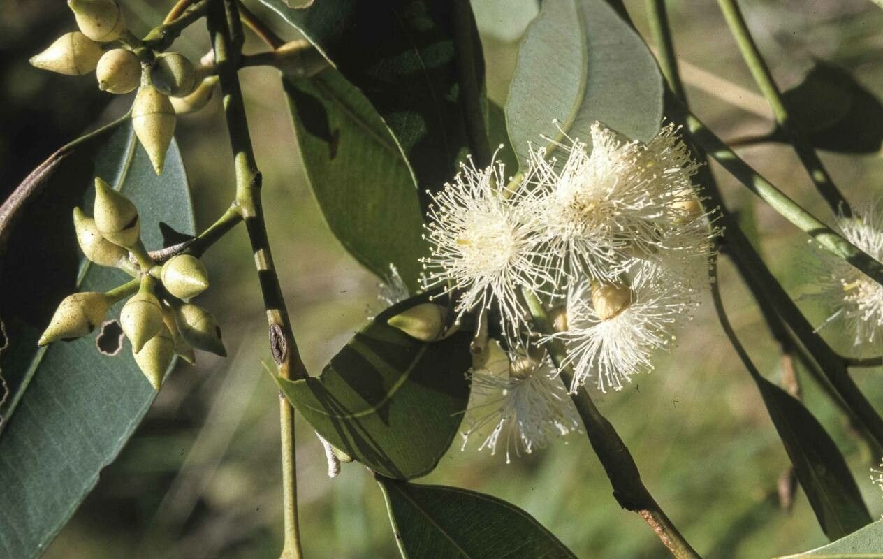 Eucalyptus resinifera flower