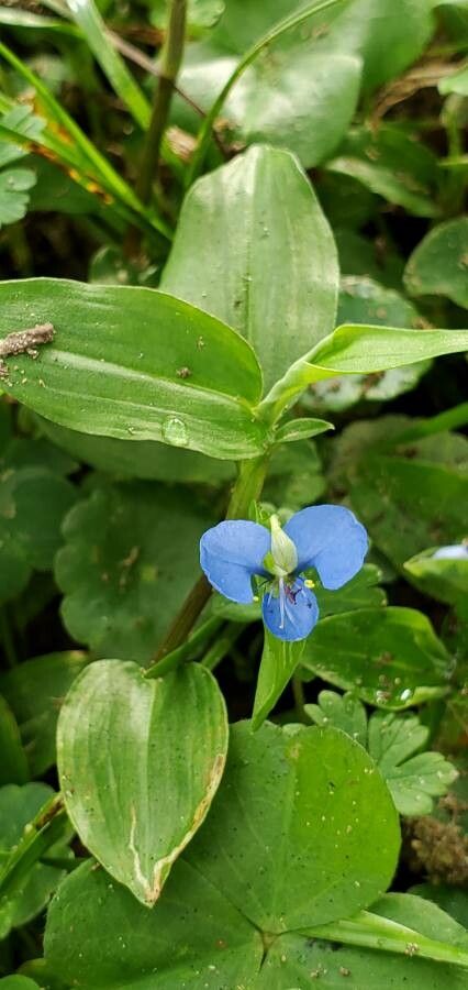Commelina caroliniana flower
