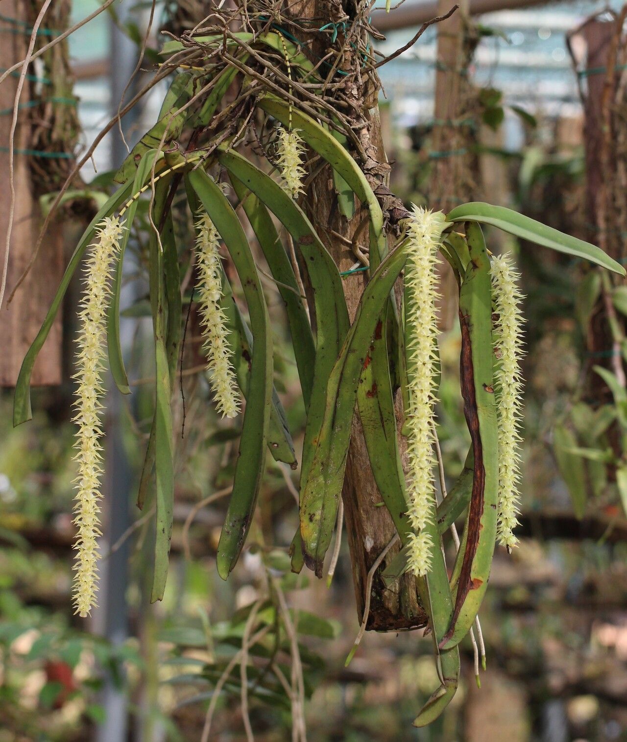 Diaphananthe fragrantissima habit