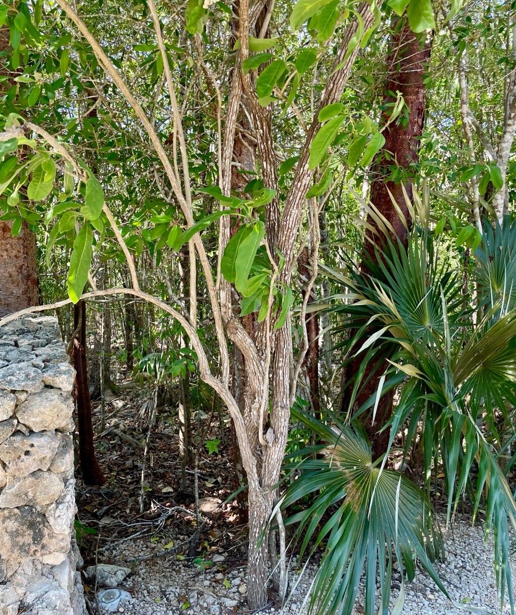 Heliotropium astrotrichum habit