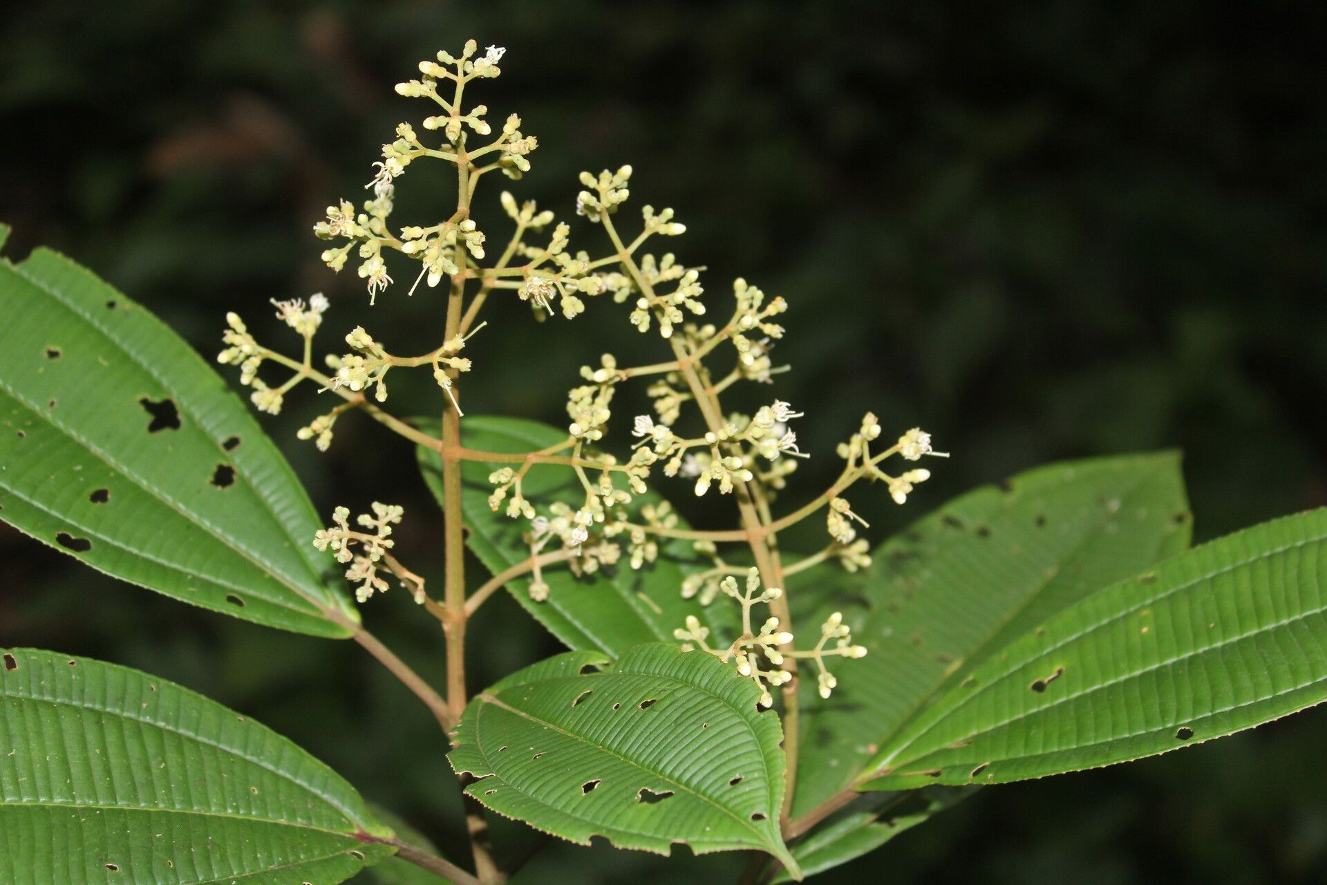 Miconia nutans flower