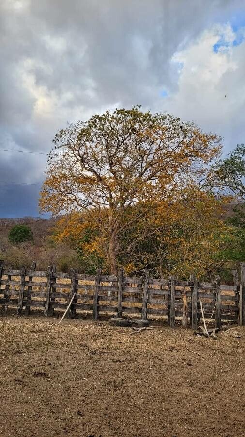 Pterocarpus michelianus flower