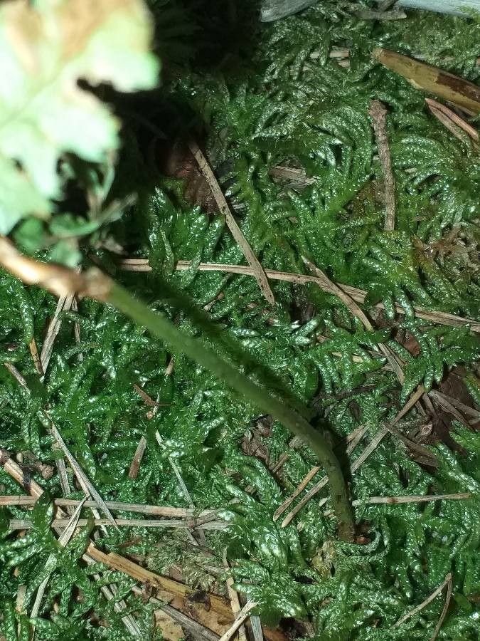 Dryopteris carthusiana bark