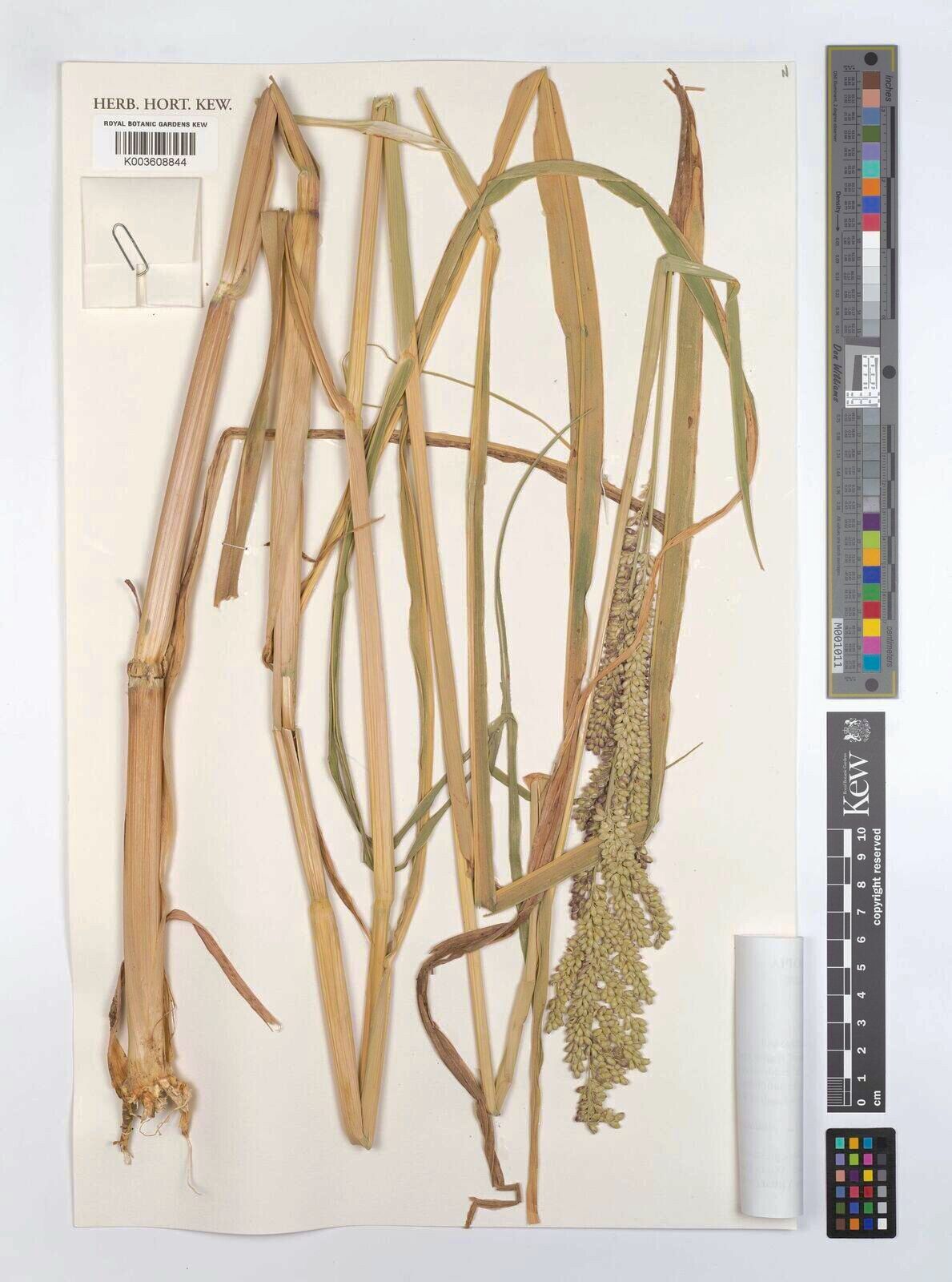 Echinochloa rotundiflora — houseplant care guide