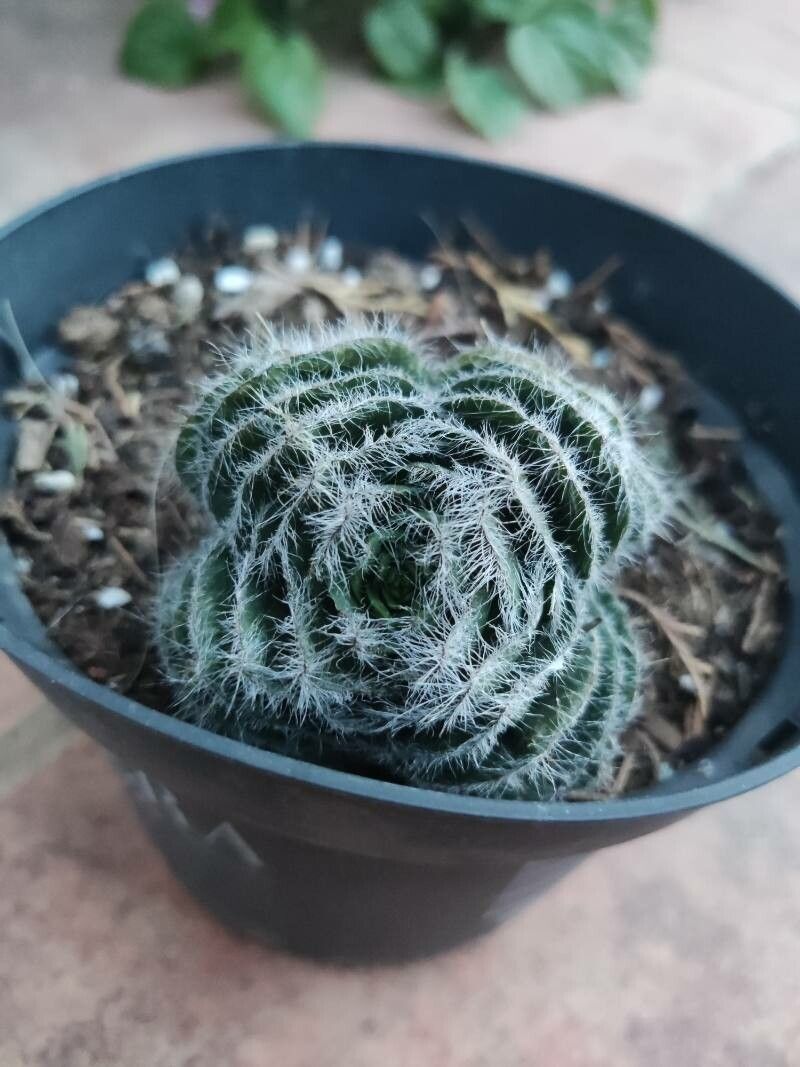 Crassula barbata leaf