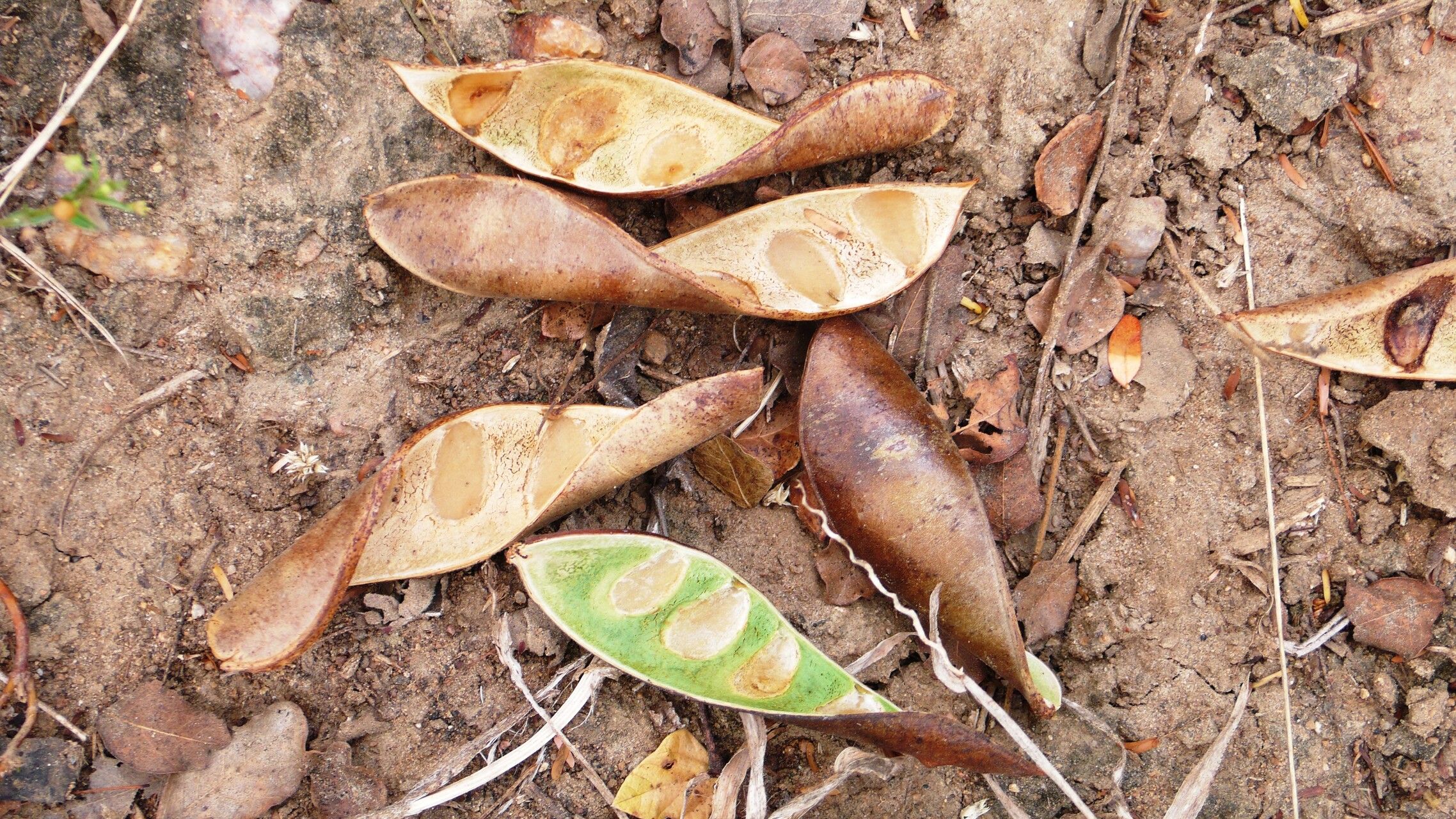 Caesalpinia pyramidalis fruit