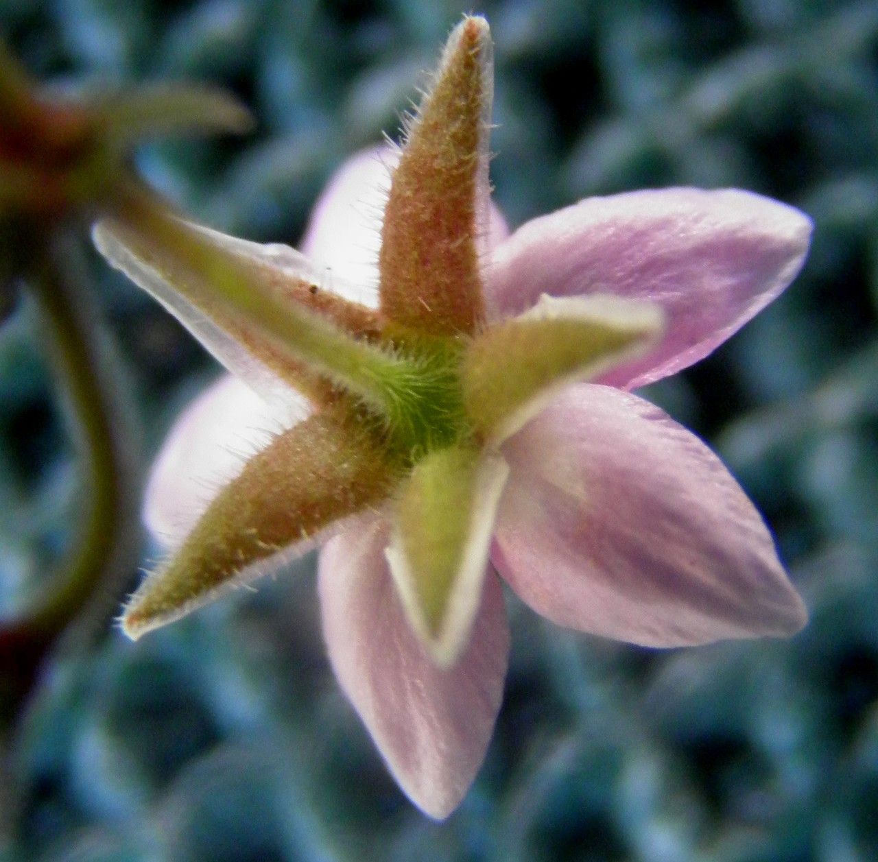 Minuartia geniculata flower