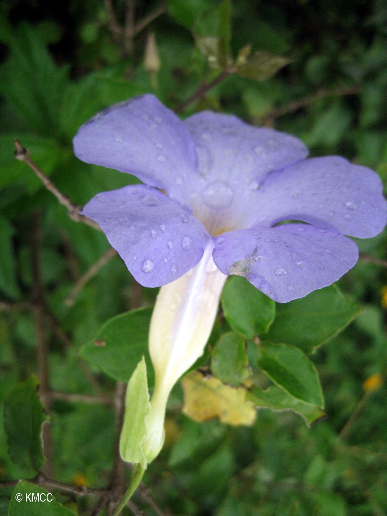 Thunbergia convolvulifolia — search result for 'Thunbergia'