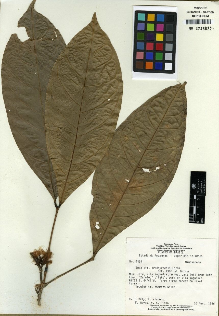 Inga brachyrhachis — houseplant care guide