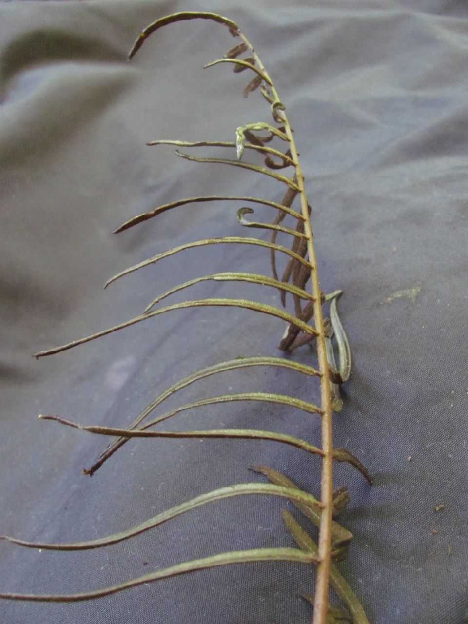 Lomariopsis maxonii fruit