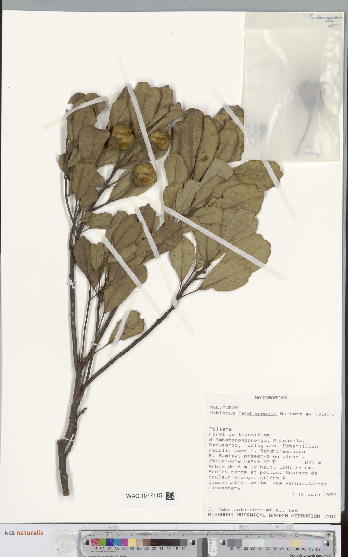 Hibiscus mangindranensis — houseplant care guide