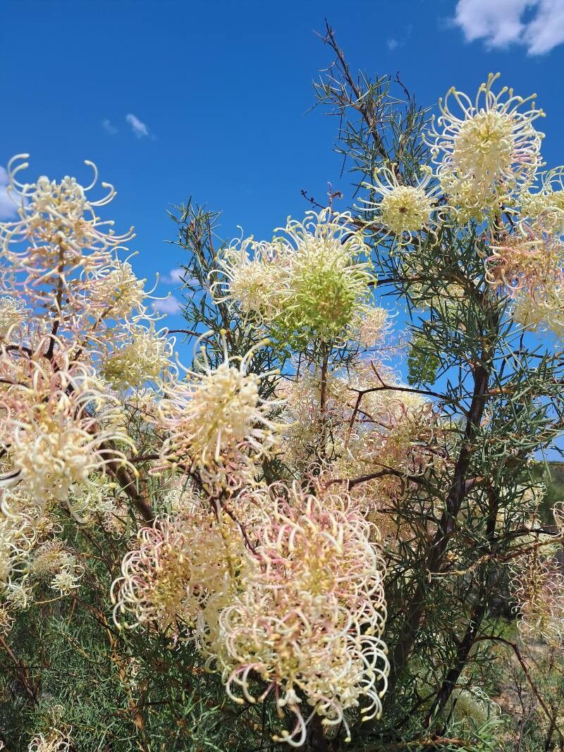Grevillea annulifera other