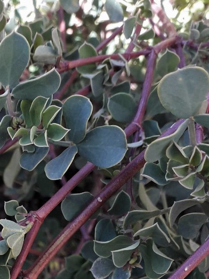 Coronilla valentina leaf