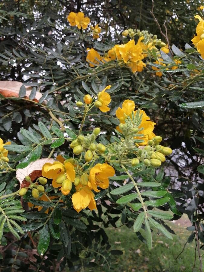 Senna multiglandulosa flower